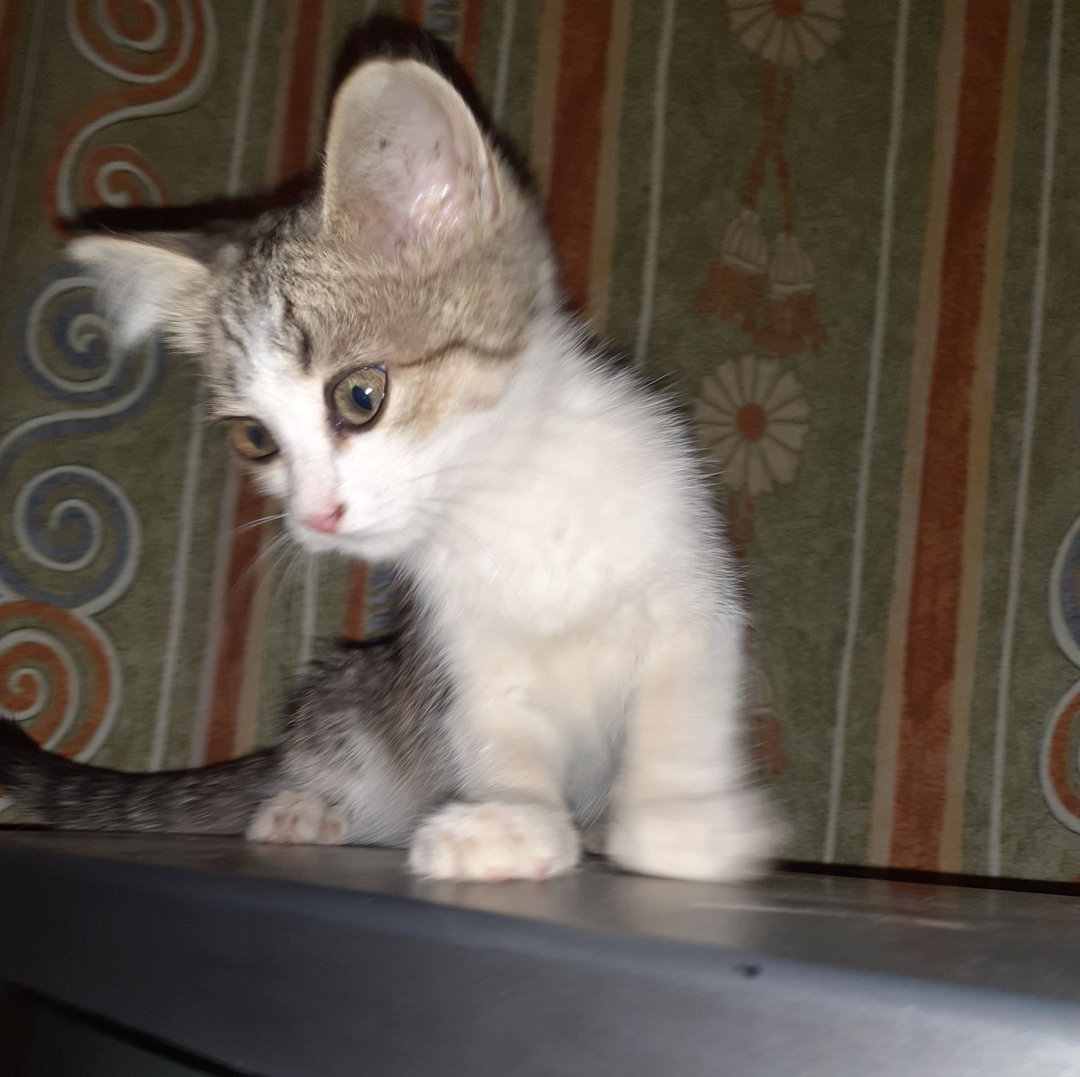 Отдам котёнка мальчика