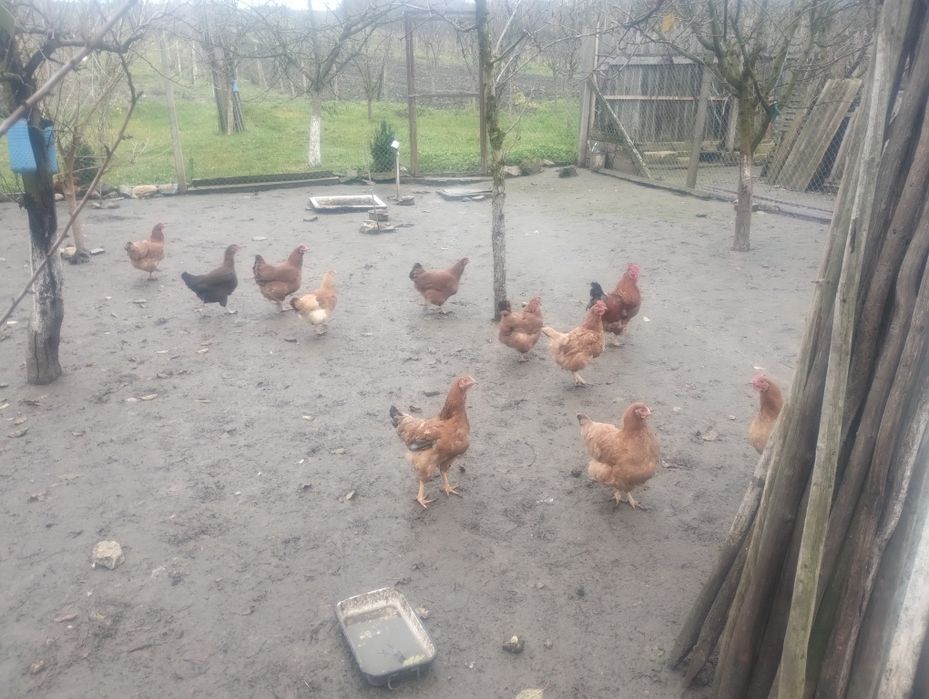 Vând cocos și găini.