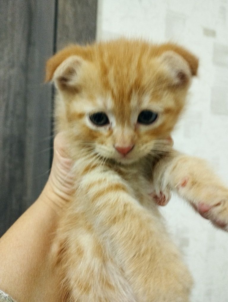 Котята породные 1,5 месяца.