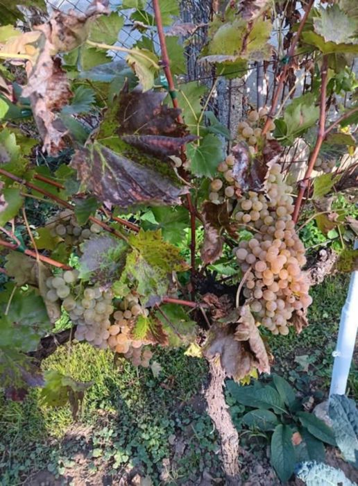 Butasi de vita de vie de anul 3