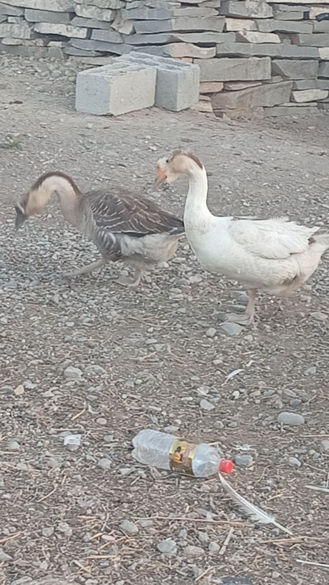 Продаётся гуси срочно
