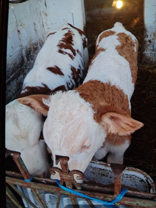 Vând vitei foarte frumosi