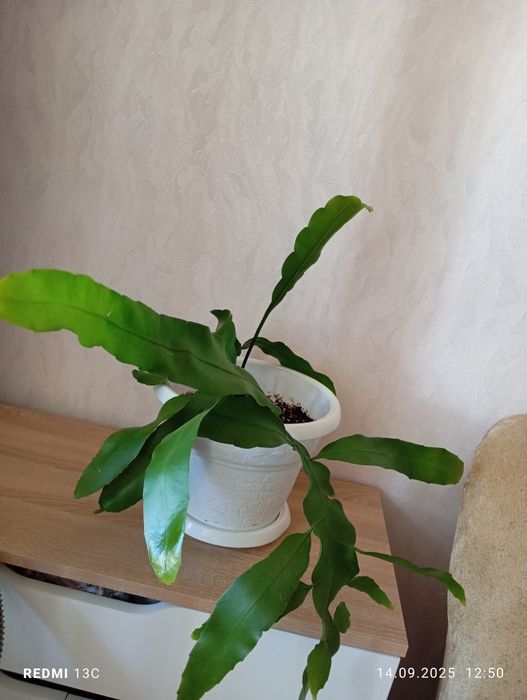 Продам растения комнатные