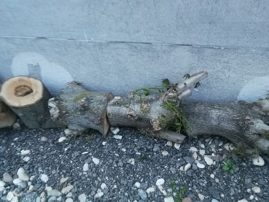 Buturugi, butuci, lemn nuc