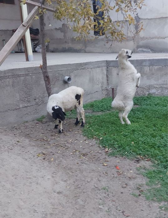 Эгизак кучкорлар сотилади.