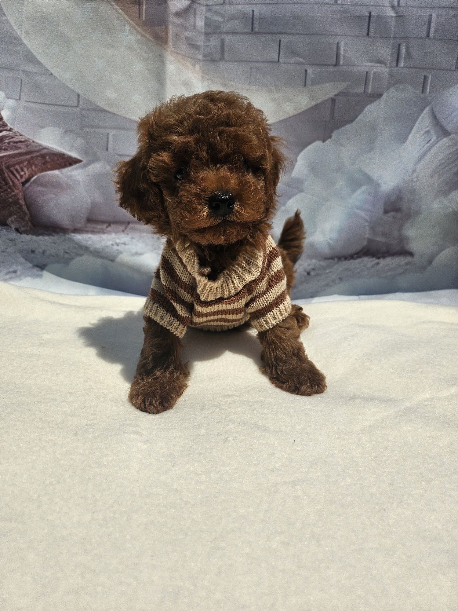 Резервирано !Пудел той момче /100%Toy poodle родословие