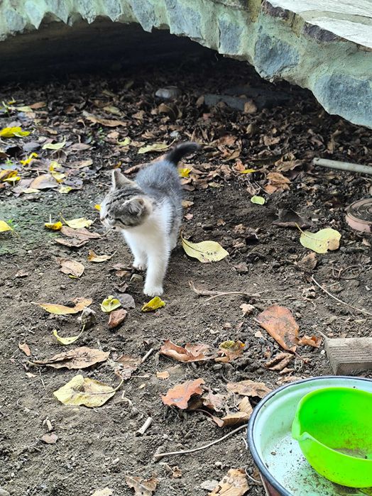 Две котета си търсят дом подарявам ги