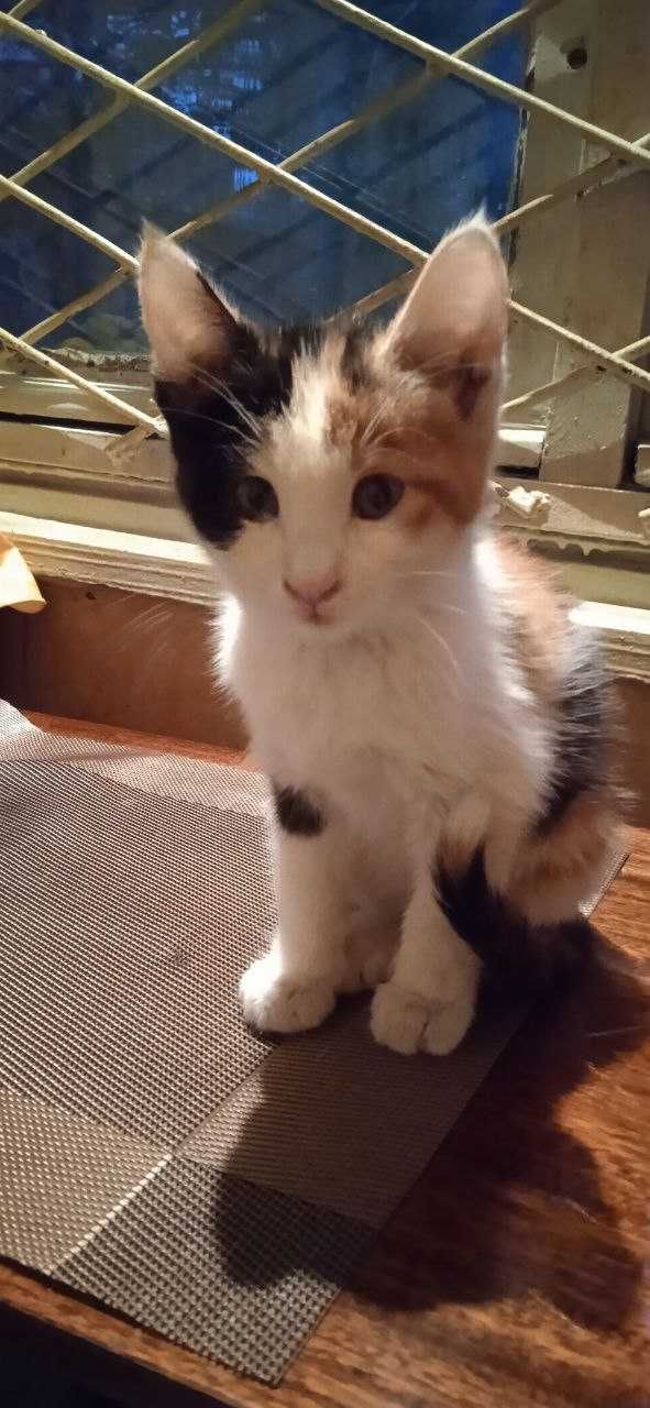 Отдам красивого котенка