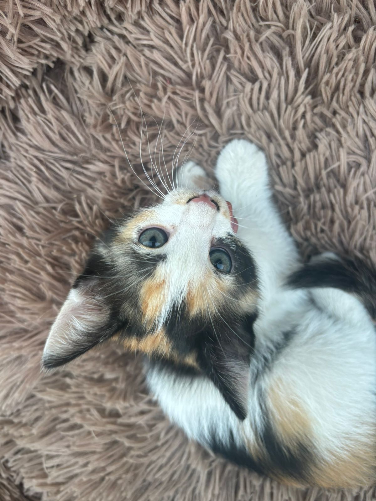 Котята домашние 2 месячные