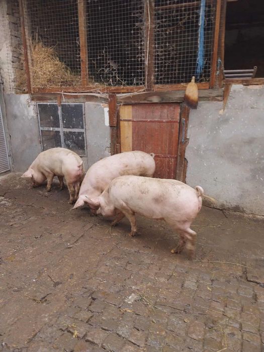 Продавам едно от прасетата