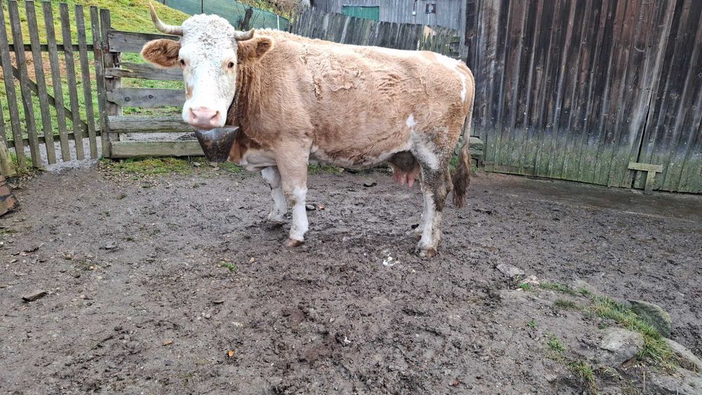 Vând vaca bălțată românească