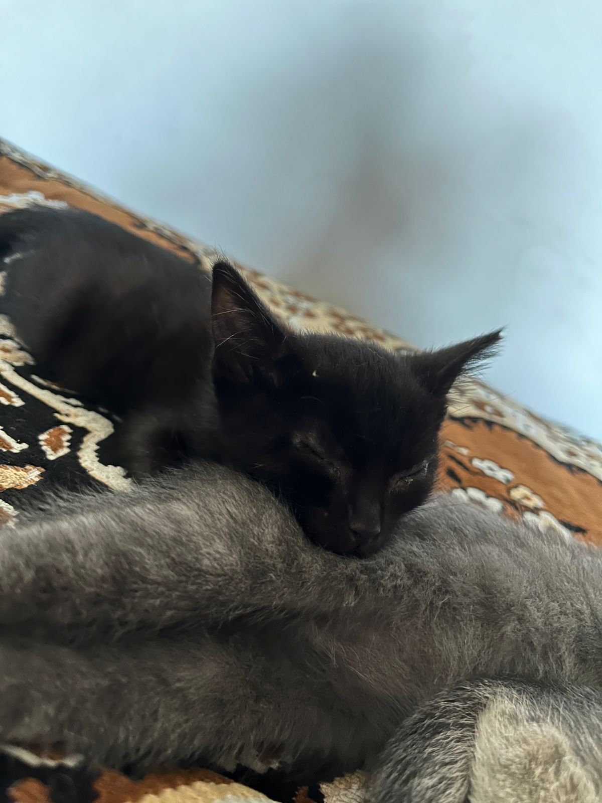 Отдам котят бесплатно