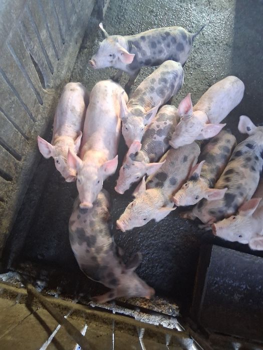 Tractoraș de vânzare