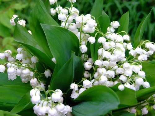 Bulbi de Narcise  Muscari si Lacramioare Margaritar