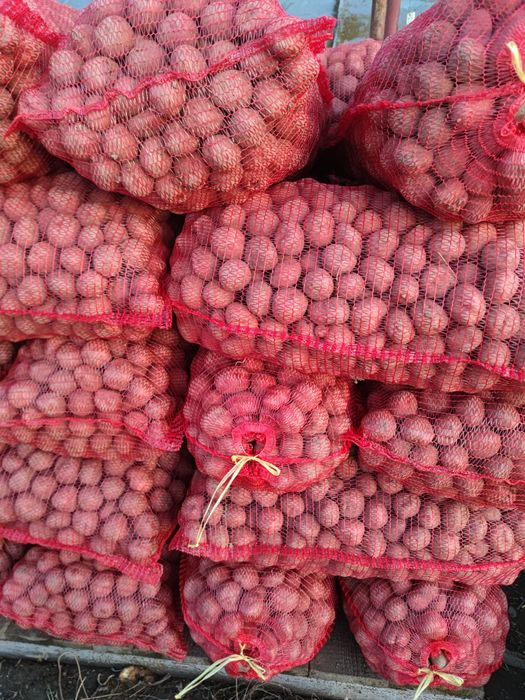 Vând cartofi samanta