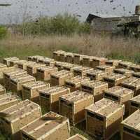 Продам пчелопакеты