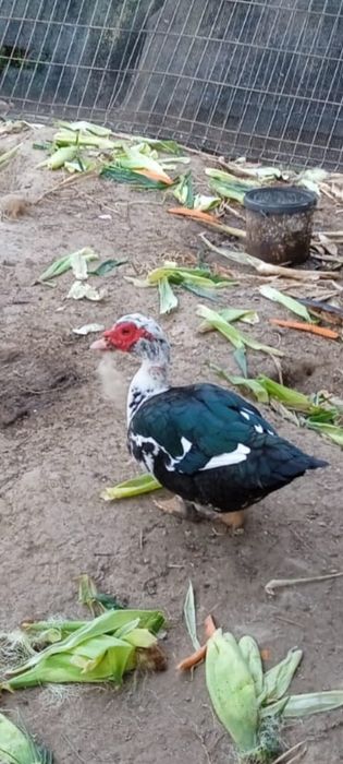 Rate mute și rătoi