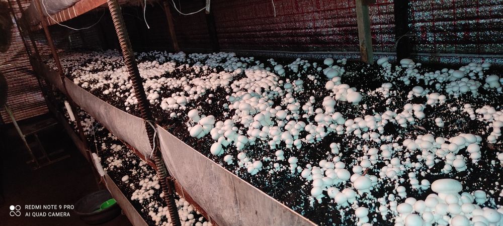 Шампиньон етштришни 0 дан ургатамиз