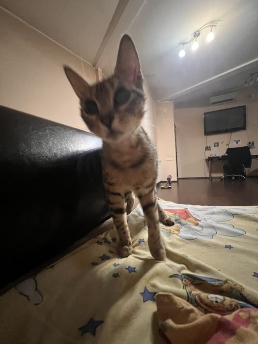 Adoptie pisicuta