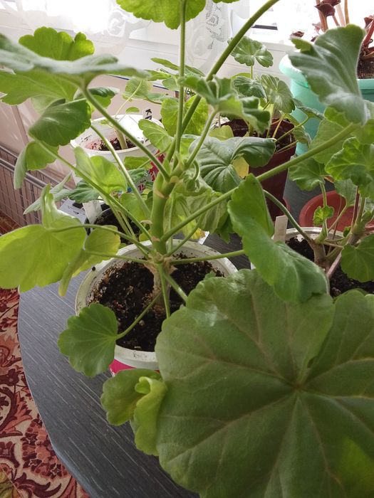 Продаю герань, розовую