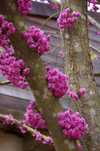 Cercis Canadensis (Arborele Iudei )