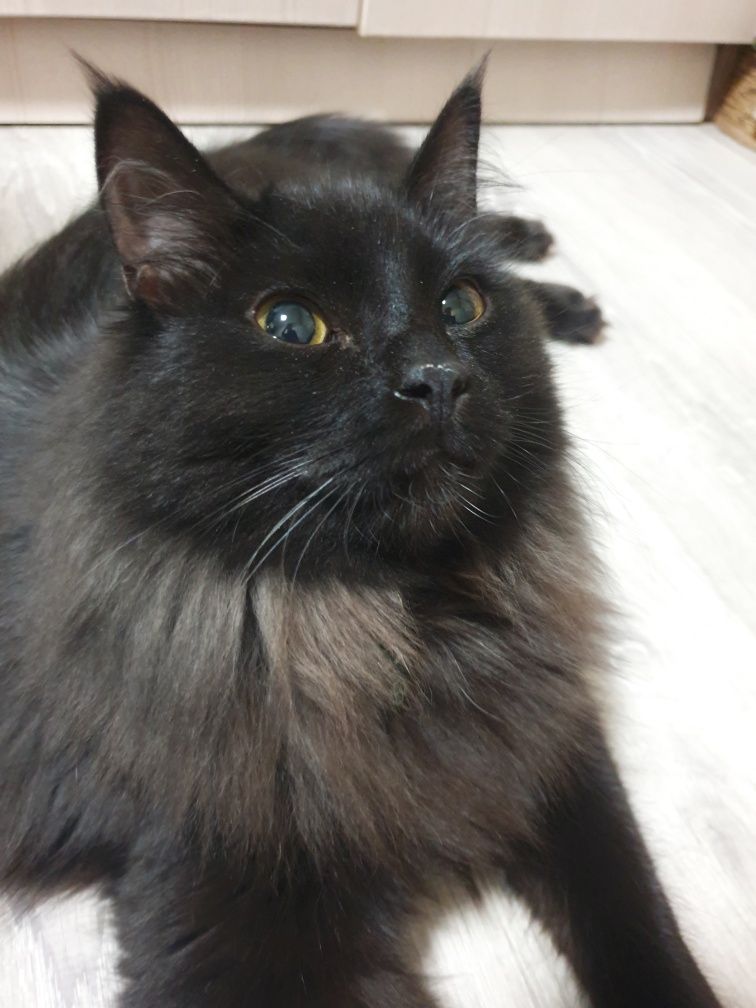 Котенку нужен Дом!