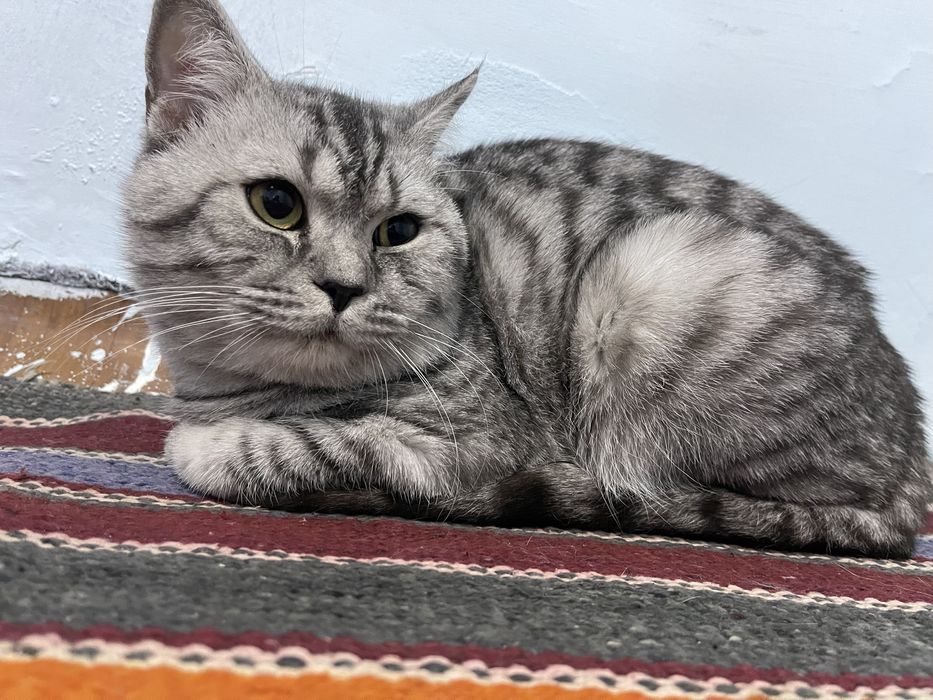 •	Silver Britan mushukcha, uy o‘rgangan, mehribon