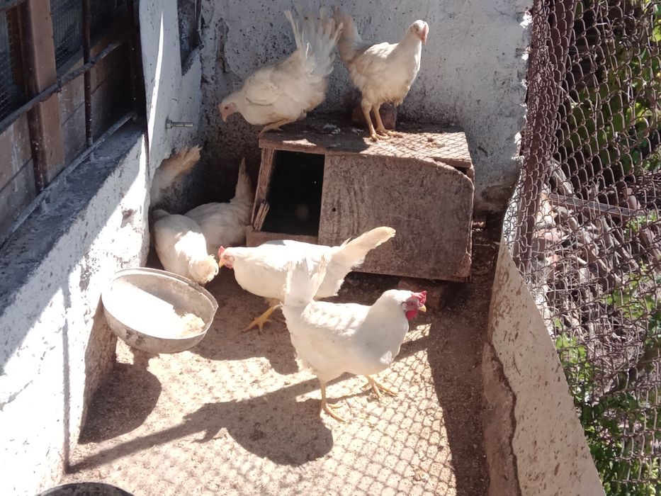 Бял Легхорн ярки на 5месеца