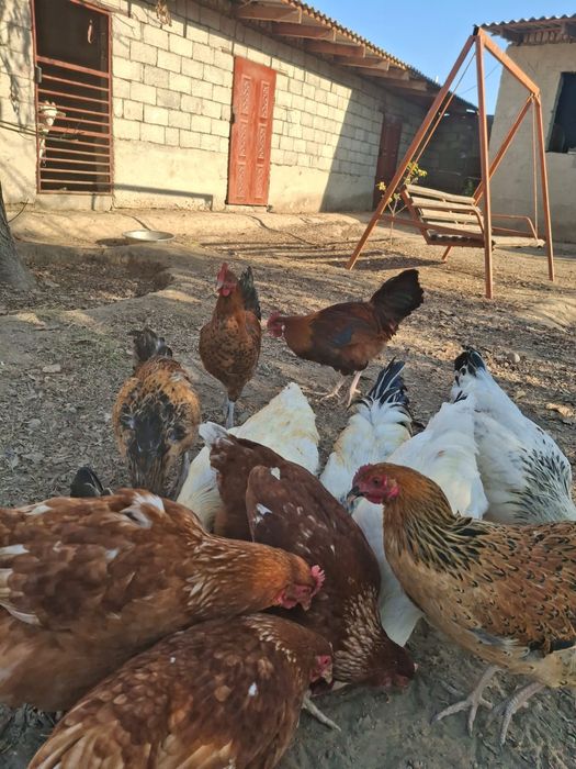 Тауықтар сатылады