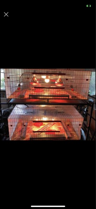 Maternitate păsări