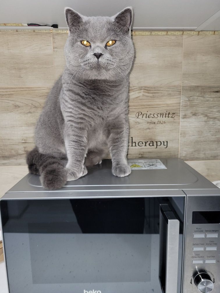 Donez Motan British Shorthair