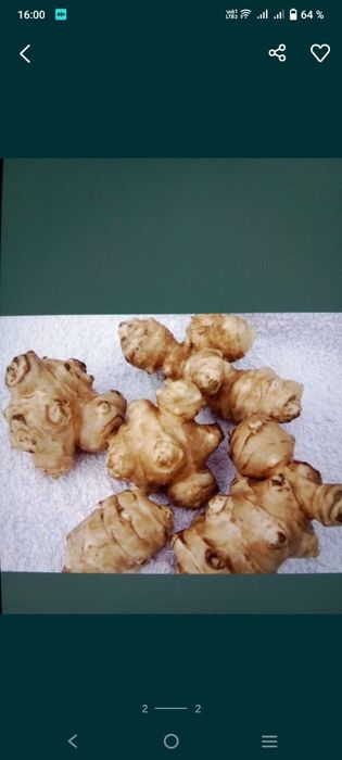 Продам топинамбур