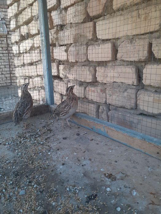 Bedona sayroqi jujaxam topib beramiz