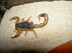 Дезинфекция скорпион змея таракан клопа