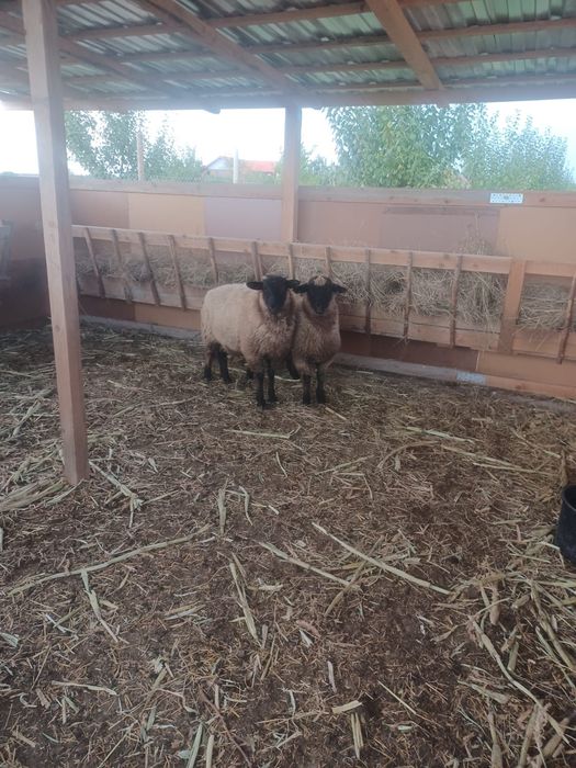 De vânzare berbec Oachis și 3 berbeci de anul asta.