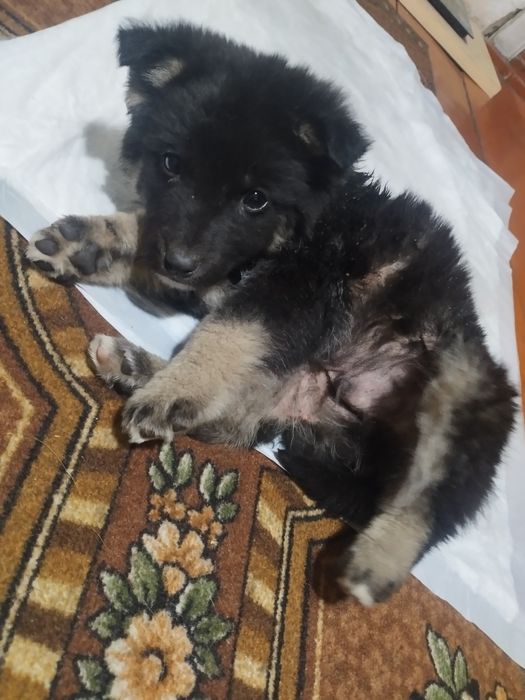 Щенок мальчик бесплатно