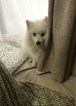 Pomerian Spitz Mini