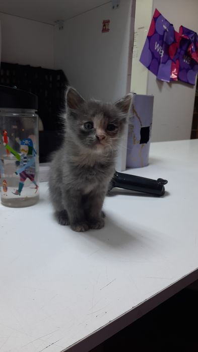 Отдам котята в хорошие руки