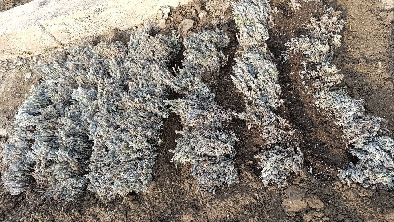 Lavanda nihollarimiz sotuvda (optom narxi)