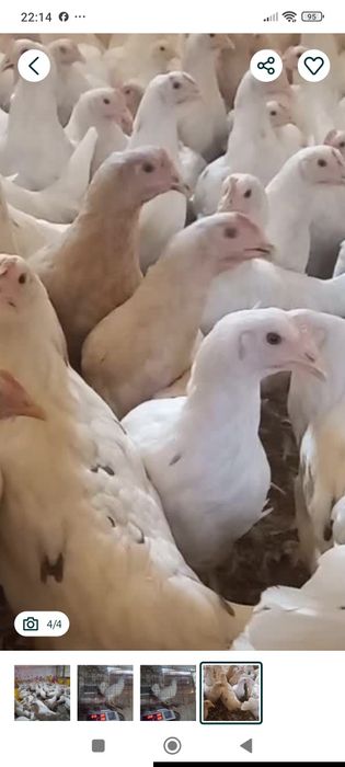 Товукчалар Сотилади