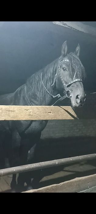 Чиста  кровныи кабардинская парода . как карачаиская адна парода