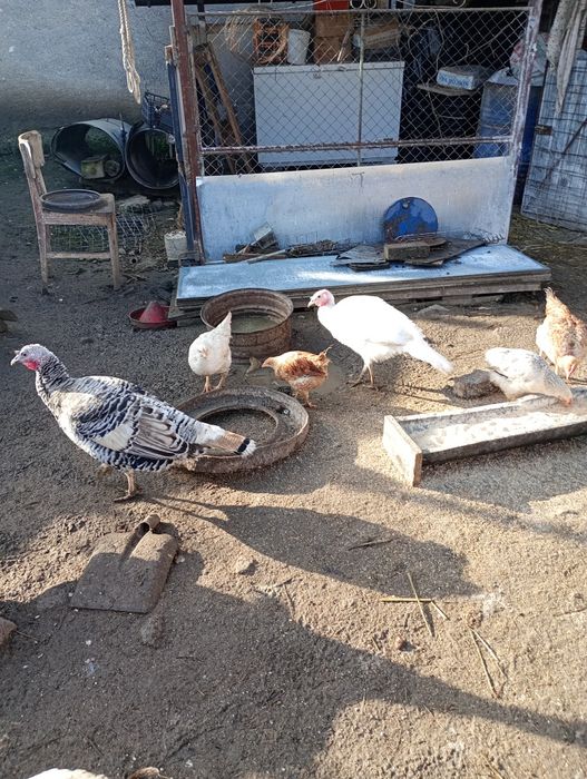 Vând o pereche de curci  de anul asta la 450de lei perchea