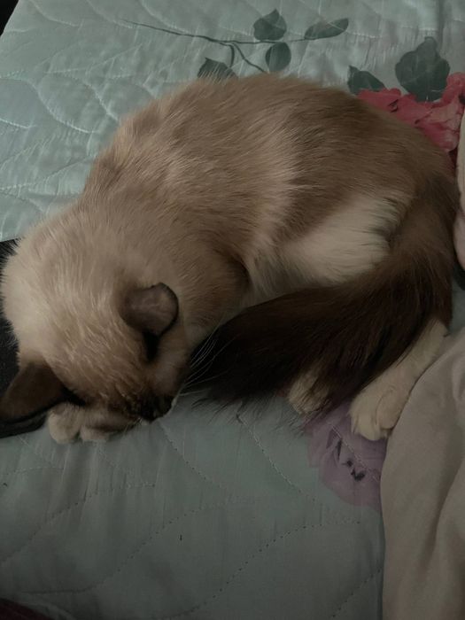 Mushukcha sotiladi zoti siyamski qornida boladi bor qornida siyam otas