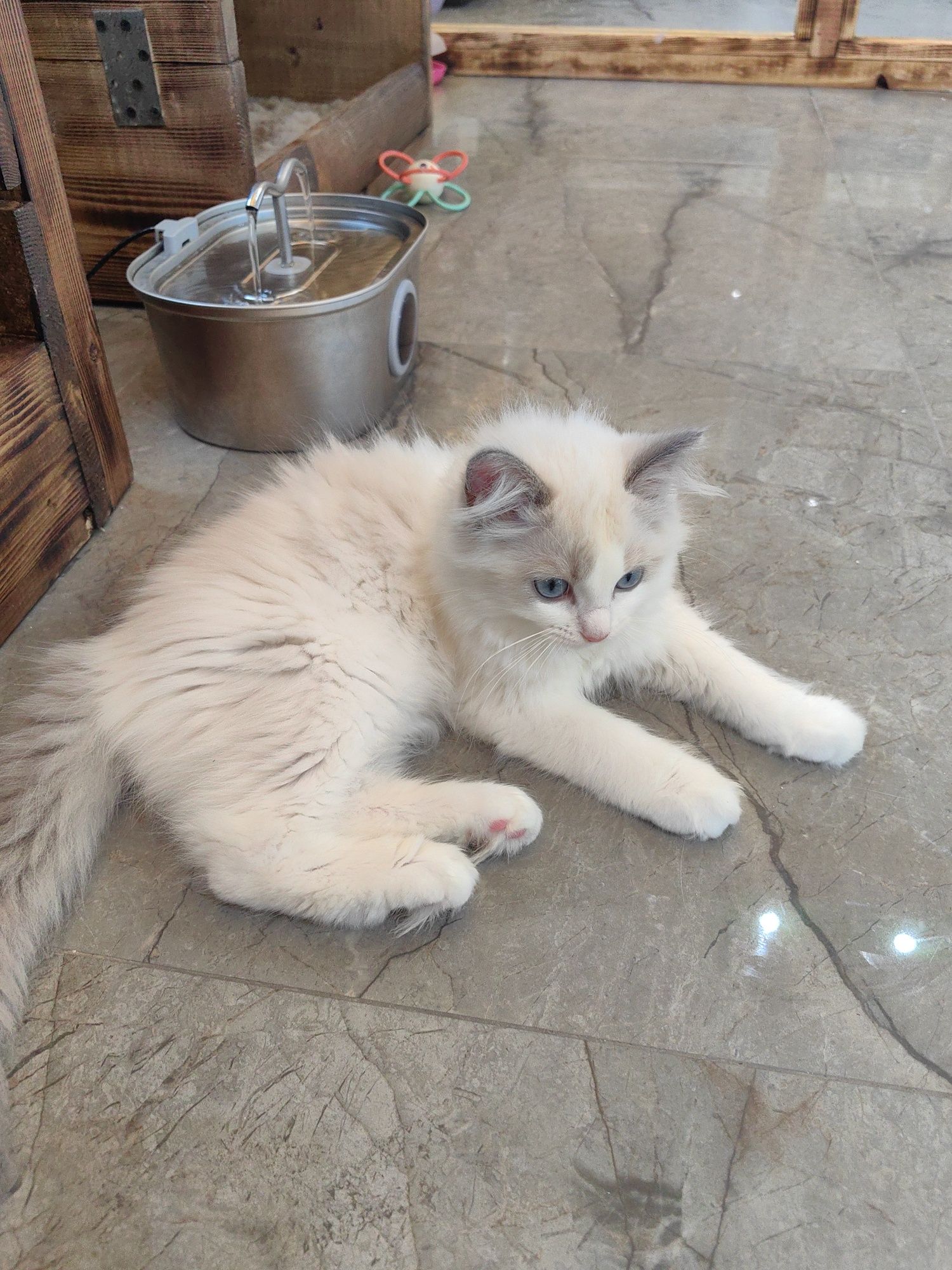 Ragdoll /Рагдолл/с Родословие