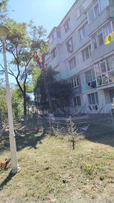 Toaletare/Fasonare/Tăieri Arbori/Alpinism Utilitar/Defrișări/Rapid.