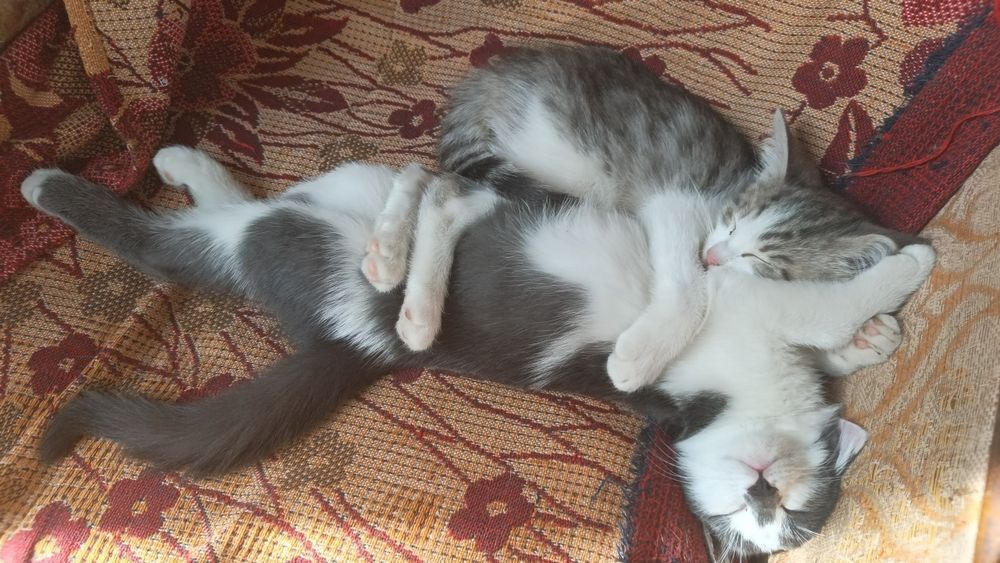 Котятам дам бесплатно в хороший руку