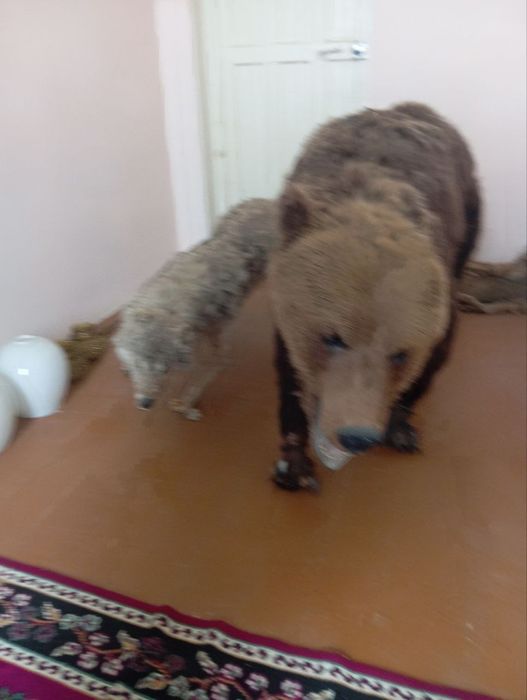 Ччучела медведя продаётся 5 миллионн