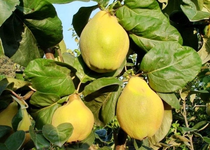 Pomi Fructiferi Străvechi Glia Strămoșească (Soiuri De Gutui )