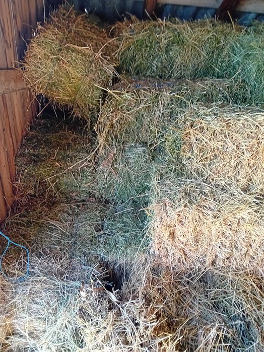 Vand Baloți de lucernă