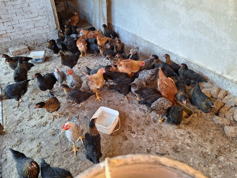 Продавам ярки носачки супер харко